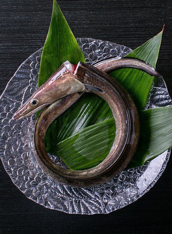 鱧